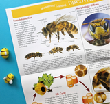 Wonders of Learning – Discover Bees Educational Box Set